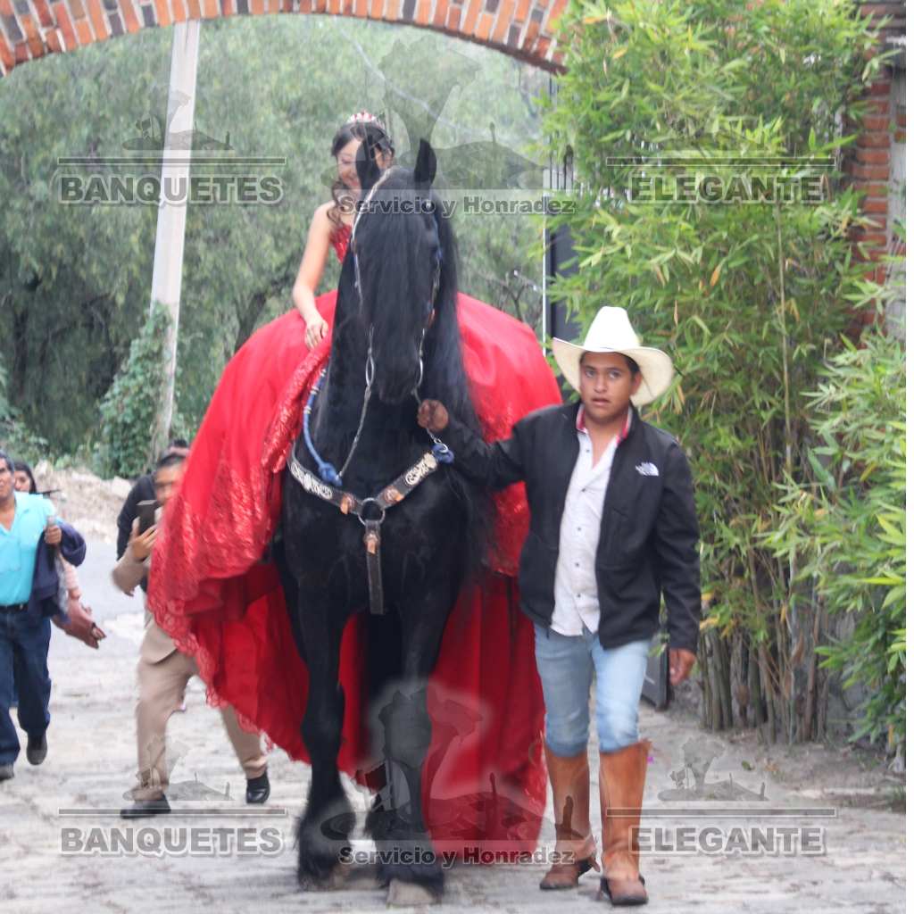 CABALLOS BANQUETES (10)
